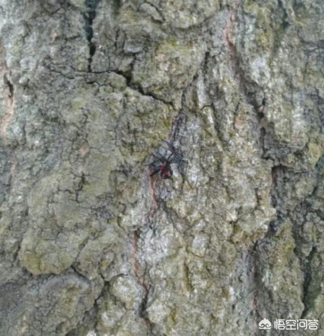 白杨树的害虫有哪些:杨树都有哪些常见病虫害，如何防治？