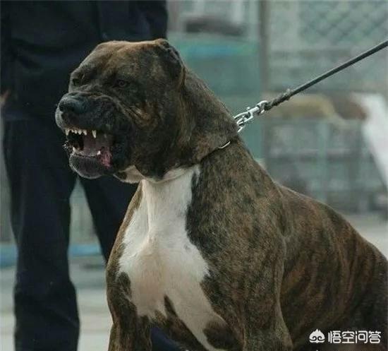斗狗品种高加索:高加索斗狗视频 高加索可以打得过加纳利吗？为什么？