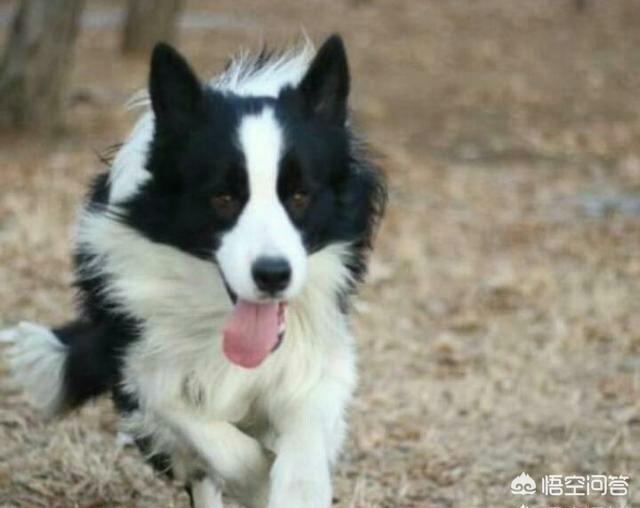 边境牧羊犬多少钱:想买边境牧羊犬，大概多少钱？