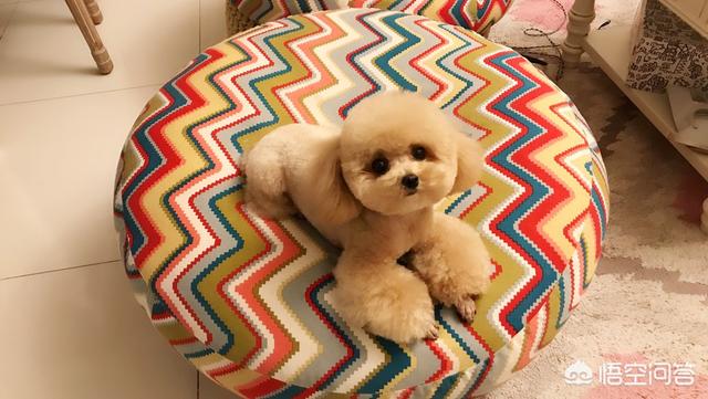 宠物美容价格表:开个宠物美容店大概多少钱？