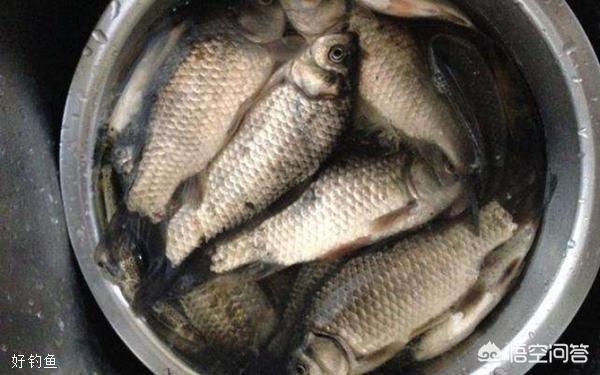 鱼饵料:钓鲫鱼最简单的饵料怎么配？