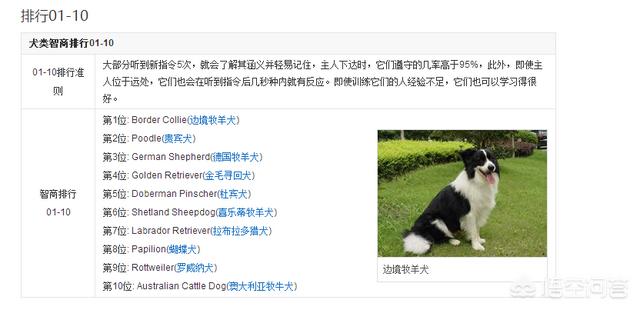 介绍贵妇人犬:宠物数量排行榜第一的泰迪狗，为何如此受欢迎？