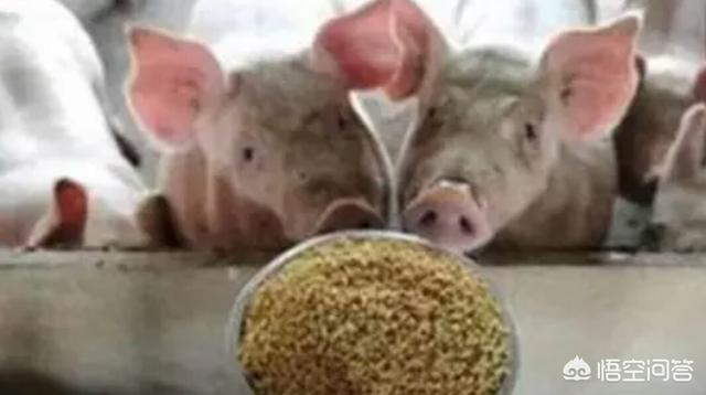 种植粮食饲养动物:是用饲料喂猪好还是用粮食喂猪好？对此你有什么看法？