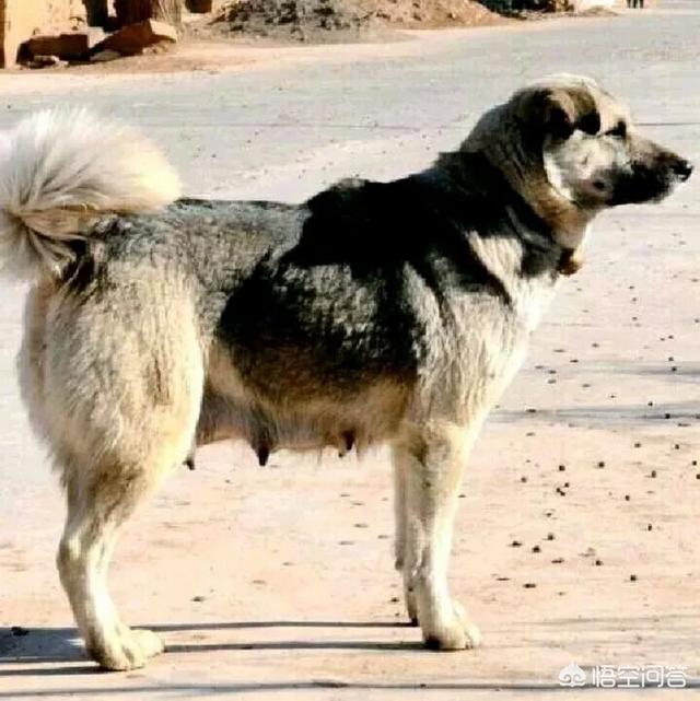 丰山犬:中国有一种狗叫太行犬，这是真的吗？这种狗怎么样？