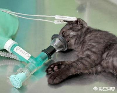 猫咪绝育表情亮了:两岁多的公猫，绝育后呕吐怎么办？