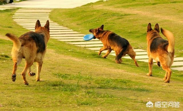 中国牧羊犬在线:中国喂养德国牧羊犬的人多吗？为什么？