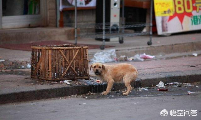 玉林虐狗事件:昆明两男子因遛狗起冲突，一人受伤脑震动住院医治，你怎么看？