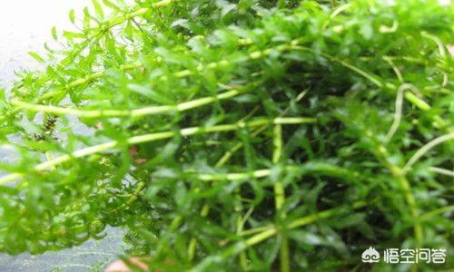 养鳌虾要放多深的水:养殖小龙虾，池塘水深多少最合适，配什么水草最好？