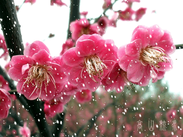 如何用“风花雪月”写一首藏头诗呢？