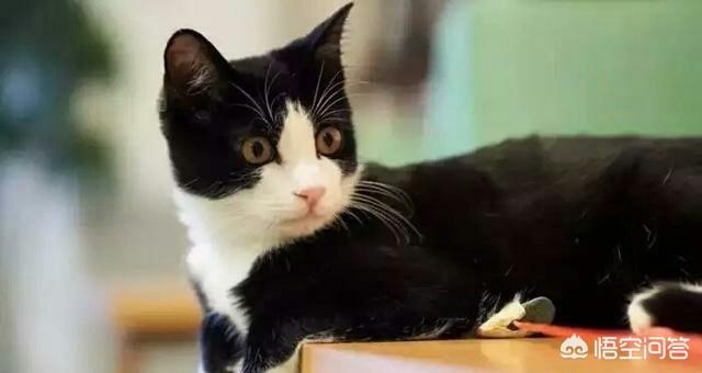中华田园猫中的黄狸猫和奶牛猫有什么区别？