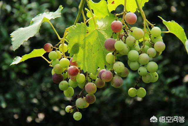 疫情期间，长了那么多肉，甩不掉了怎么办，谁有妙计安我心？