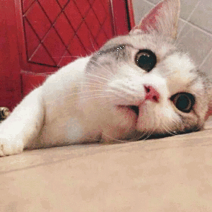 母猫绝育第二天没精神不爱动:猫绝育完六小时还是没精神，走路不稳还吐，正常吗？ 母猫绝育后第二天还没精神