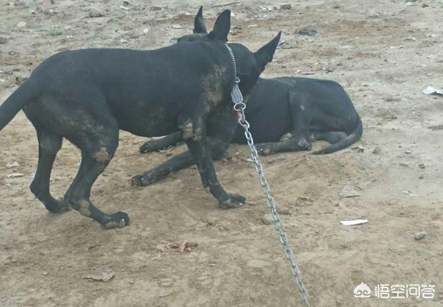 黑狼犬:养黑狼犬怎么样？幼犬价格多少钱？