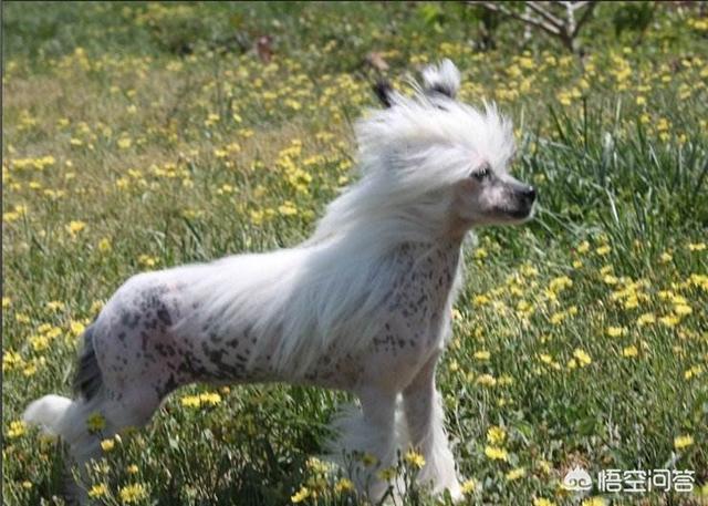 冠毛犬:冠毛犬这么丑，为什么还会有人养