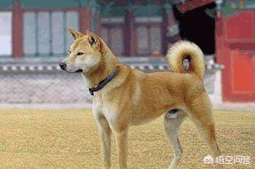 成都英斗犬:成都把中华田园犬列为22种禁养犬之一，你怎么看？