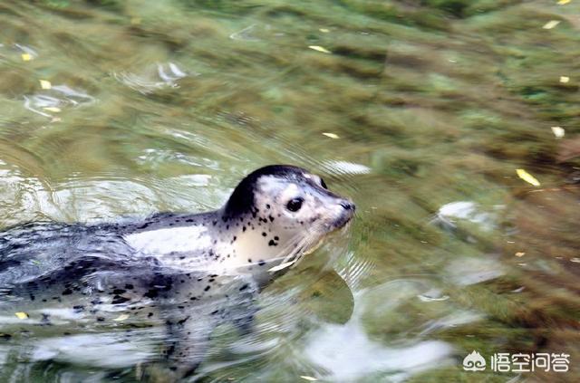 济南东大宠物兔养殖场:济南趵突泉里生活着两只斑纹海豹，海豹真的适合在泉水里生存吗？
