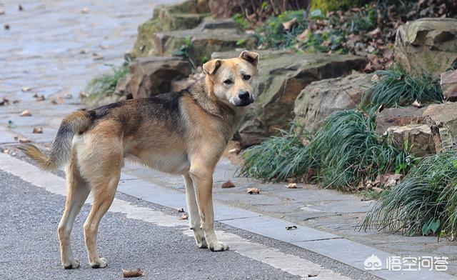 中国福犬灰色:中国福犬特征 怎么挑选一只优秀的大黄狗？