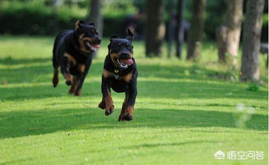 赛级罗威纳幼犬:罗威纳犬几个月大才体型成熟？