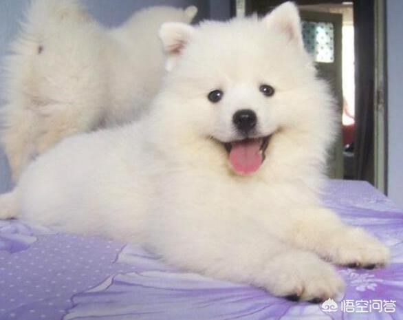 第一只狗 好看吗:你觉得狗和猫谁是人类第一宠？