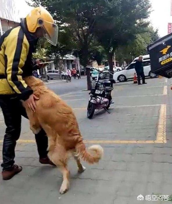 金毛体臭:金毛狗手上身上有味道，怎么去除太难闻了？