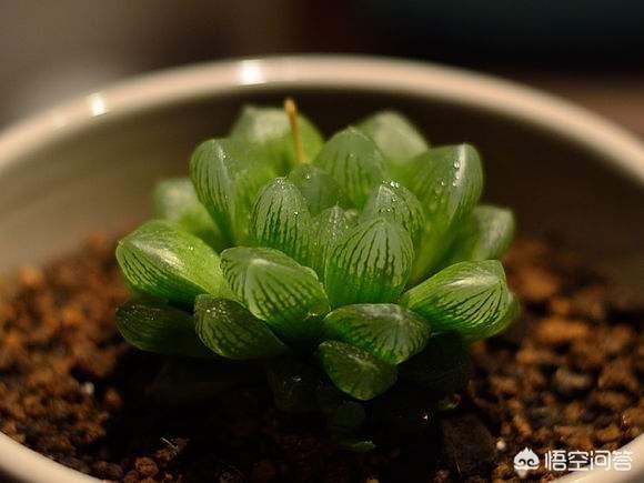 条纹十二卷属于什么科:点纹十二卷如何水培与养护？