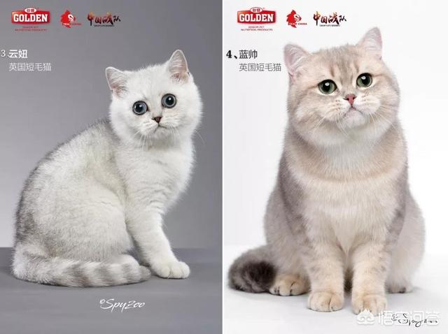 宠物猫品种大全和图片:世界上最美的猫长什么样？