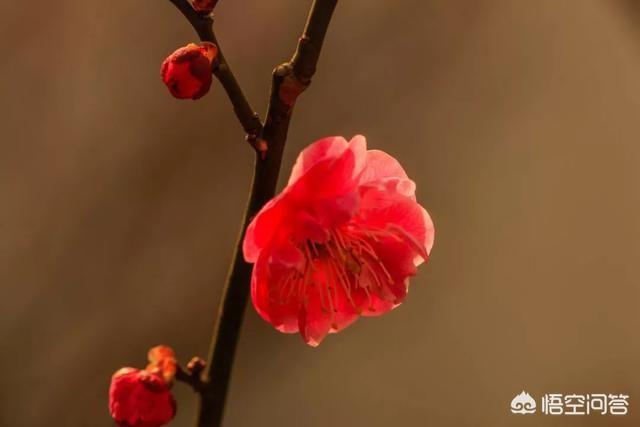 你见过的古诗词中哪一句最美？插图4