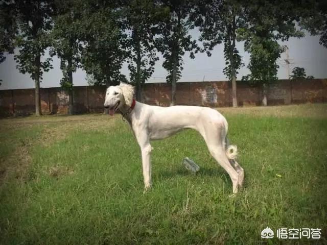 冷静的狩猎犬东非猎犬的性格特点:怎么选一条好的土狗猎犬？