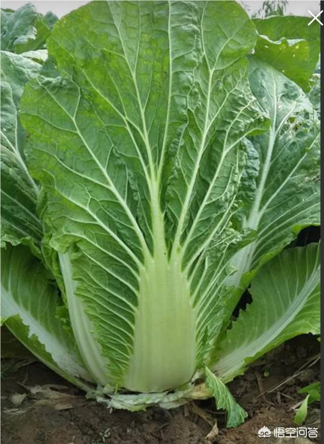 头条问答 - 大白菜刚从地里收回,应该怎么放?(2个回答)