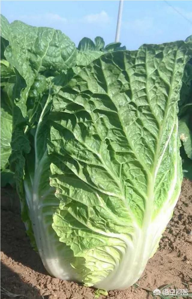 头条问答 - 大白菜刚从地里收回,应该怎么放?(2个回答)