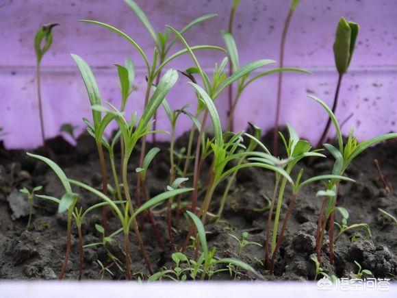 波斯菊图片:买花送了一袋波斯菊花子，该什么时间种植比较好？该怎么养护？