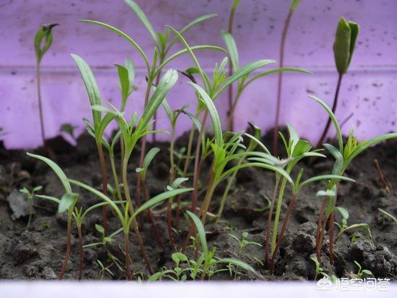 波斯菊:买花送了一袋波斯菊花子，该什么时间种植比较好？该怎么养护？