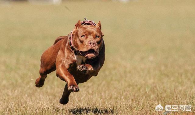 世界猛犬视频:为什么很多人喜欢养猛犬？