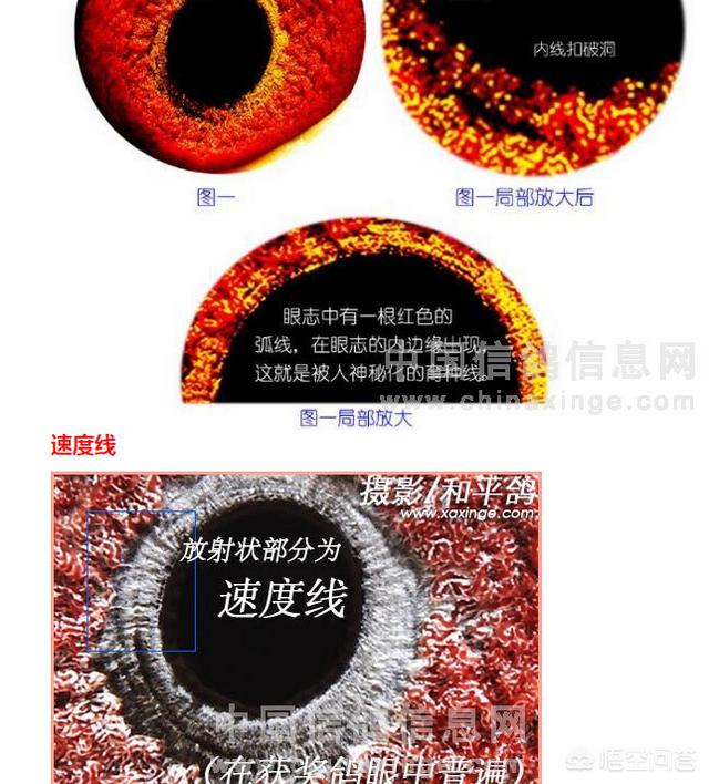 最快速的信鸽眼砂图片:鸽子眼砂好坏的如何鉴别？如何从眼砂鉴别一羽赛鸽的快慢？