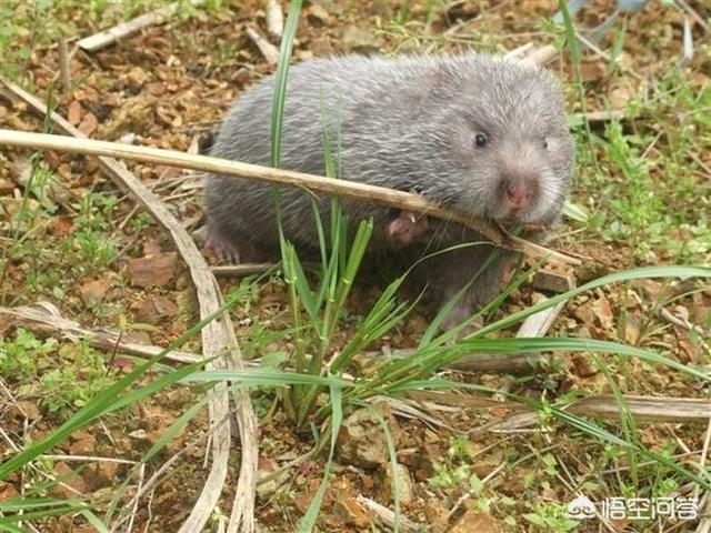 狗獾养殖前景:竹鼠好养殖吗？前景怎么样？ 养殖狗獾的成本和利润