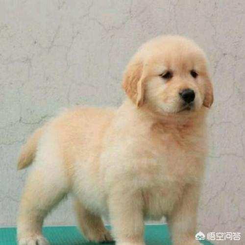 罗威纳幼犬到家:宠物到新家的准备工作有哪些呢？