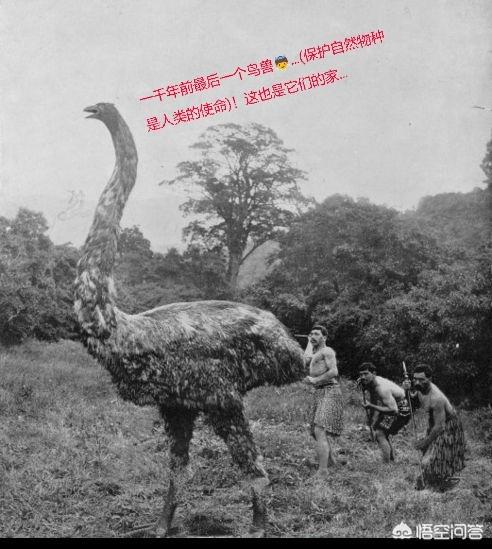 鸵鸟图片大全:养殖鸵鸟的市场前景怎么样？