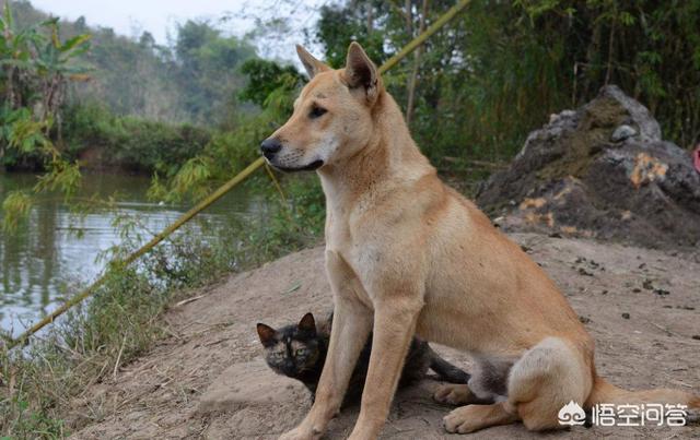 中国牧羊犬网:在中国，有哪些常见的工作犬种？