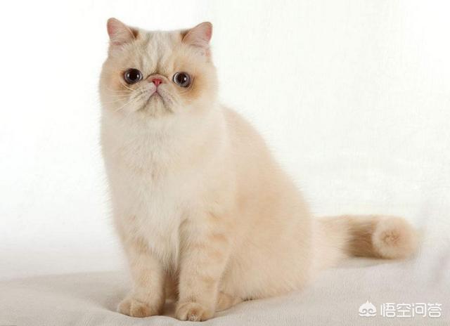 豹龟拉稀用什么益生菌好:猫咪拉稀，吃什么益生菌好？