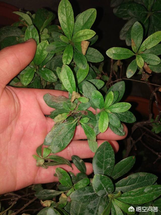 盆栽杜鹃花夏天怎么养:盆栽杜鹃花冬天怎么养 杜鹃长了花苞不开花，花苞慢慢干瘪、落苞，如何处理？