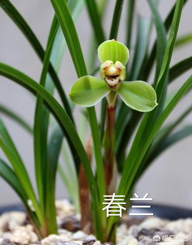 头条问答 - 春兰和春剑怎么区别?(26个回答)