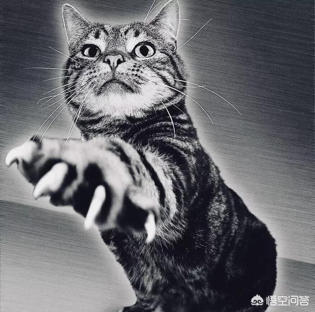 我与大狼狗的激情:如何让自家的暹罗猫打败邻居家的两只大狼狗？