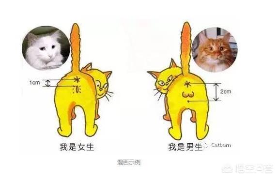 我们的猫咪是只公猫,但做绝育时以为是母猫结果白挨了一刀,算谁的责任