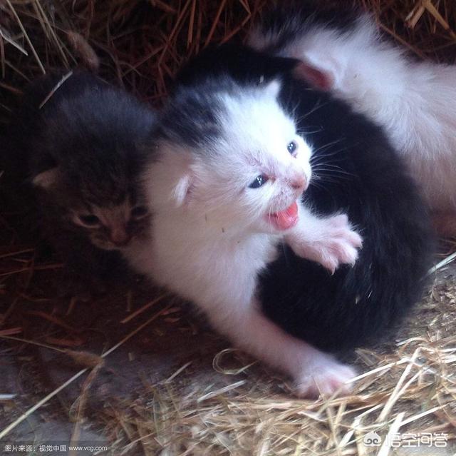 母猫会养小猫吗:如何让生产一个月后的母猫，喂养非亲生的小猫？