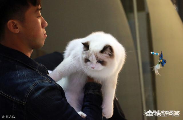 猫咪绝育后照片:刚做完绝育的猫咪不理人，是记恨主人吗？为什么会出现这种情况？
