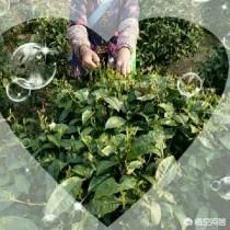 是哪些事让你意识到她是绿茶女？