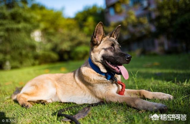 比利时马犬饲养:两个月大的比利时马犬吃什么好，这两天狗狗便便少稀怎么办？