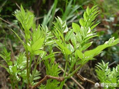 藤茶泡水喝的功效,藤茶的牙尖是不是比叶子功效好？