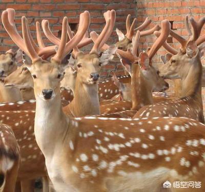 韩国壮阳药有哪些品牌，买鹿鞭膏，哪一个牌子更靠谱