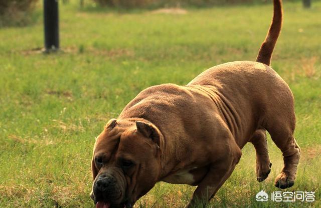 超大型犬杂交研究所:藏獒是杂交的吗?如果是的话,是什么物种杂交的呢？